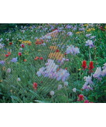 1/2 POUND(8 OUNCES) BUTTERFLY HUMMINGBIRD WILDFLOWER SEED 15 VARIETY MIX... - £39.15 GBP