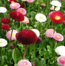 50 seeds English Daisy Super Enorma Mix USPS - $7.31