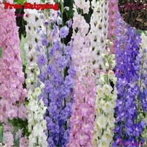 KKG Rocket Larkspur Seeds Delphinium Ajacis Larkspur Seeds Mix Fresh Garden - $146.94 MXN
