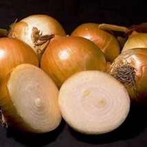 250 Yellow Sweet Spanish Onion Seeds Us Grown Seed Fresh Seeds Fast Shipping - £10.85 GBP