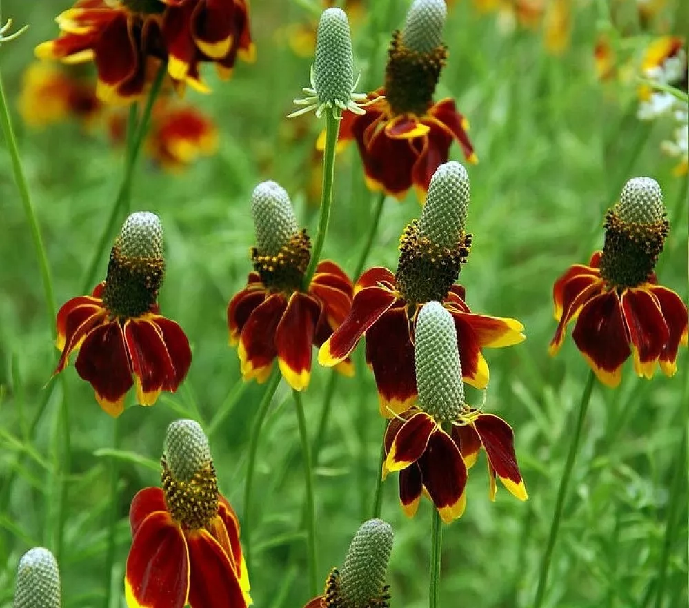 Ratibida Columnifera 200 +/- Seeds Mexican Hat Perennial Prairie Coneflower - £6.65 GBP