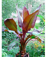 Ensete Maurelii – Red Abyssinian Banana – Cold Hardy Tropical Banana Plant - $28.68