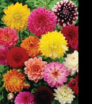 Zinnia Carousel Mix Heirloom Large 4&quot; Blooms Nongmo 100 Seeds - £6.43 GBP