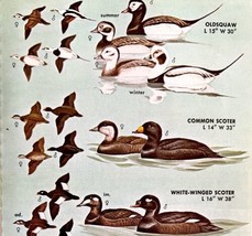 Ducks Scoters Squaw Varieties And Types 1966 Color Bird Art Print Nature... - £15.62 GBP