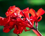 SDC 5 Red Canna Lily Indian Shot Canna Indica Easy Grow - $15.20