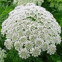 50 Seeds Ammi Queen Anne&#39;s Lace Flower Long Lasting Annual Fast Plant Heirloom S - $8.35