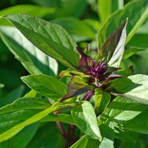 Seeds Fresh Thai Basil Siam Queen Lao Herb Vietnamese Asian - $9.90