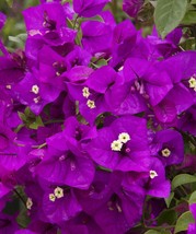 FREE SHIPPING 1 PURPLE MAJESTY BOUGAINVILLEA STARTER PLANT - £37.83 GBP