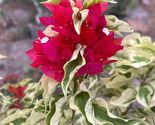 Bougainvillea rooted DRAGON FLAME Starter Plant - $27.78
