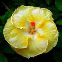 20 White Yellow Hibiscus Seeds Flowers Flower Seed Perennial Bloom 9 US ... - $13.00