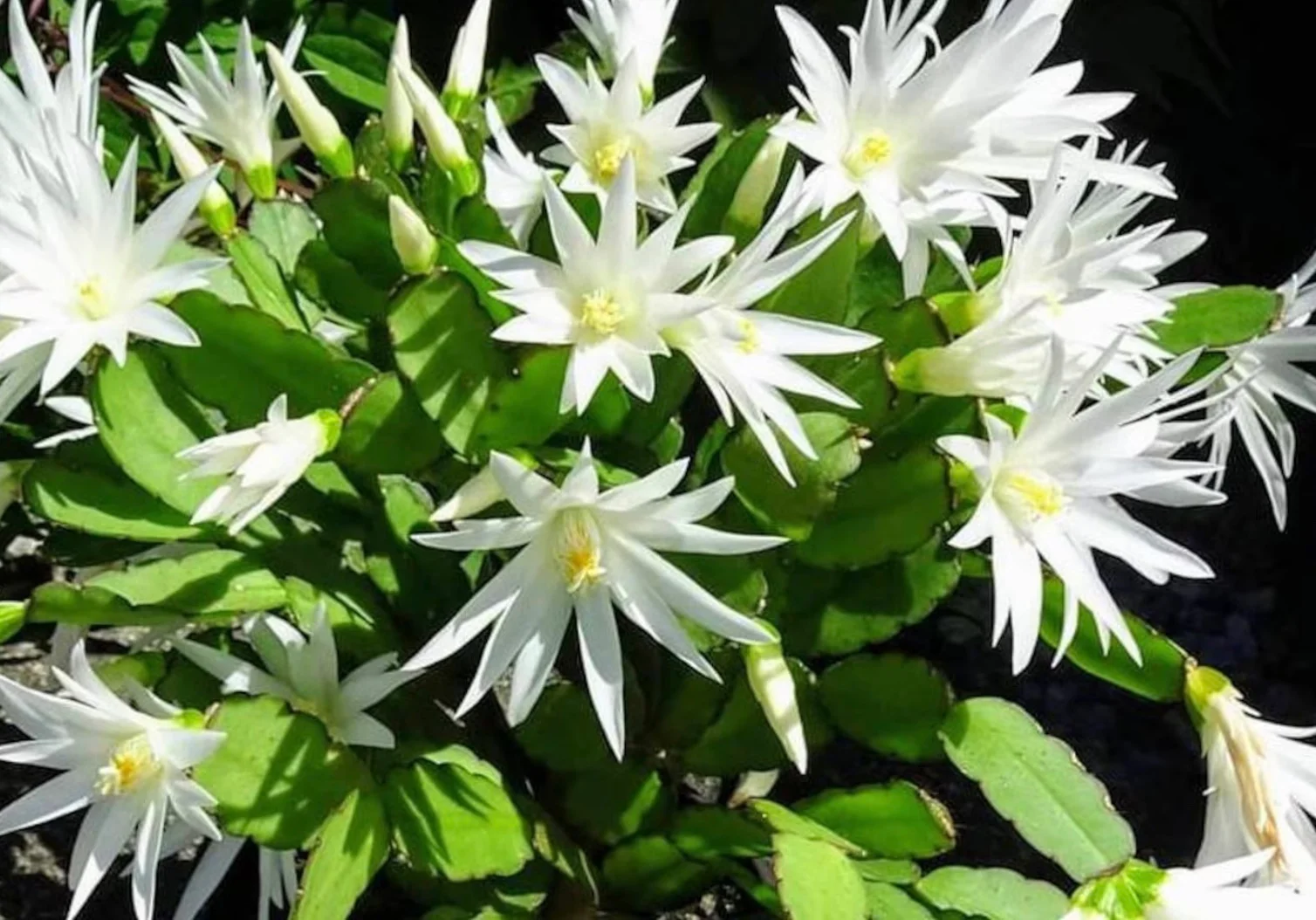Live Plant White Flower Easter Cactus Rhipsalidopsis Gaertnerrii - £27.10 GBP