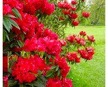 Rhododendron Jean Marie de Montague LARGE Rooted Plant Blood Red Ruffled... - £51.90 GBP