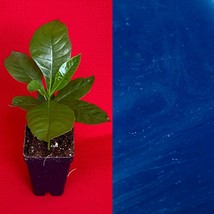 Genipa Americana Jagua Genipap Jenipapo Plant Fruit That Turn Anything Blue - £19.42 GBP