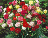 LWK 200 Grenadin Double Mix Carnation Seeds Easy Grow - $12.93
