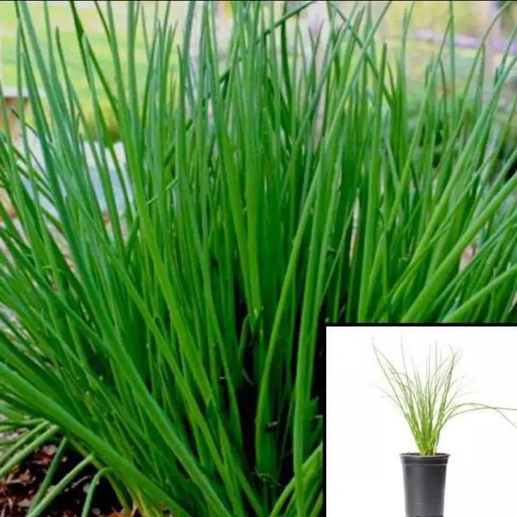Chives Herb He Chinese 4Inches Pot Plant Allium Tuberosum Garlic - $18.06