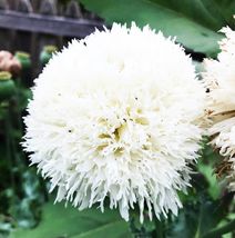 300 Seeds Poppy WHITE CLOUD Fall Planting Heirloom Double White Flowers Beautifu - £6.78 GBP