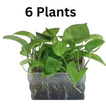 Rooted Starter Plants Cuttings Golden Pothos - £7.82 GBP