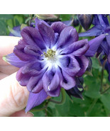 30 Tower Dark Blue Columbine Seeeds Aquilegia Vulgaris Fresh Seeds - $219.32 MXN