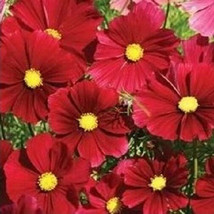 100 Cosmos Seeds Dazzler Flower SeedsEasy to Grow Garden USA Seeds - £6.14 GBP