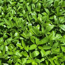 US Seller Egyptian Spinach Molokhia Seeds Organic Fast Shipping - $10.99