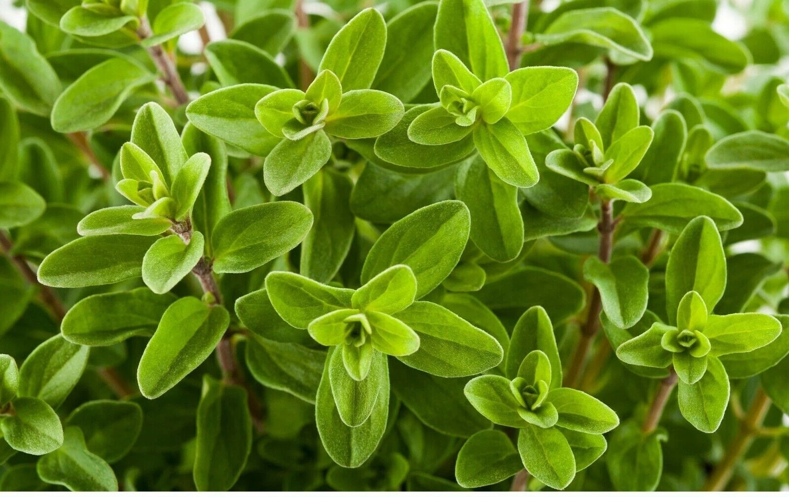 Exotic 1000 Sweet Marjoram Seeds Knotted Marjoram Majorana Perennial Herb - $3.63