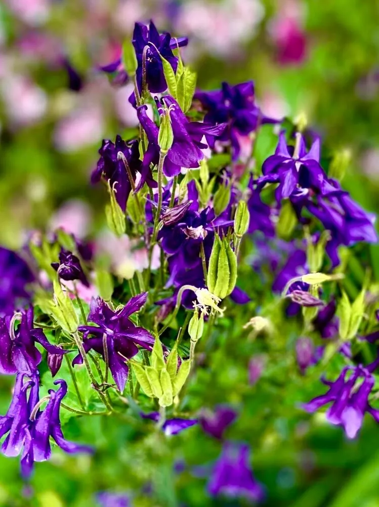 From US 200+ Seeds Columbine PURPLE HAZE Mix Perennial Hummingbirds Butt... - £2.15 GBP