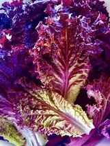 200+ Seeds Lolla Rossa Lettuce ||RED|organic|NON-GMO| Vegetable Garden|Planting - £10.20 GBP