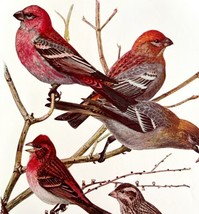 Pine Grosbeak Purple Finch 1936 Bird Art Lithograph Color Plate Print DW... - $29.99