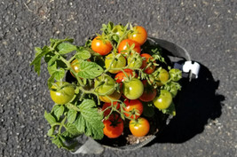 SEPTH Tiny Tim Micro Dwarf Tomato 12 Seeds (read) - $4.75