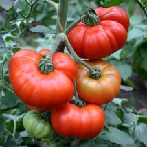 Fresh Seeds Marmande Tomato Seeds 50 Ct Vegetable Italian - $4.58