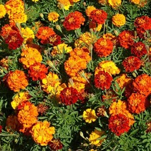 300 Marigold Dwarf &quot;Petite Mix&quot; Seeds 6 8&#39;&#39; Fresh Harvest For 2024 Gardens - $8.35