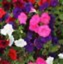 2000 Seeds Petunia DWARF MIX Multi-Color Compact Containers Flower Garden Spring - £8.79 GBP