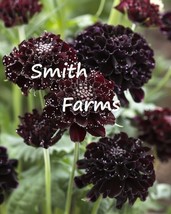 25 Seeds Chocolate Scabiosa Flowers Scabiosa Atropurpurea Black Knight Fresh See - $10.50