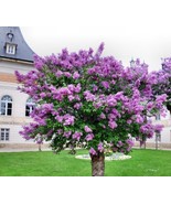 Persian Lilac {Melia Azedarach}Sacred Tree | Fast Grow |10 Seeds Free Us... - $13.66 CAD