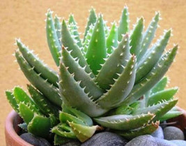 Aloe brevifolia exotic blue color succulent vera cacti rare cactus seed 50 SEEDS - £10.20 GBP