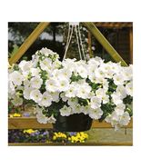 50 WHITE PETUNIA Grandiflora Flower Seeds - $5.00