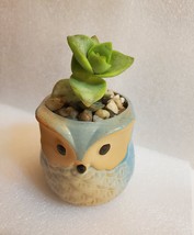Succulent in Ceramic Owl Planter, Crassula String of Buttons, 2.5" Animal Pot