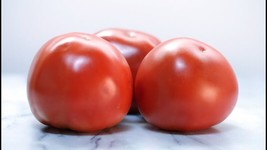 GIB 50 Seeds Easy To Grow Pellicore Tomato Hybrid Vegetable Tomatoe - £7.03 GBP