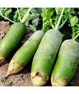 Sweet Green Radish Chinese Turnip Organic Green Vegetable, 2g Seeds / Pack - £7.38 GBP