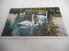 Vintage 1950s Postcard Swan Family Winona Lake IND Unposted - $66.96 MXN