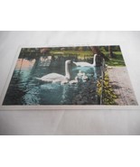 Vintage 1950s Postcard Swan Family Winona Lake IND Unposted - $3.60