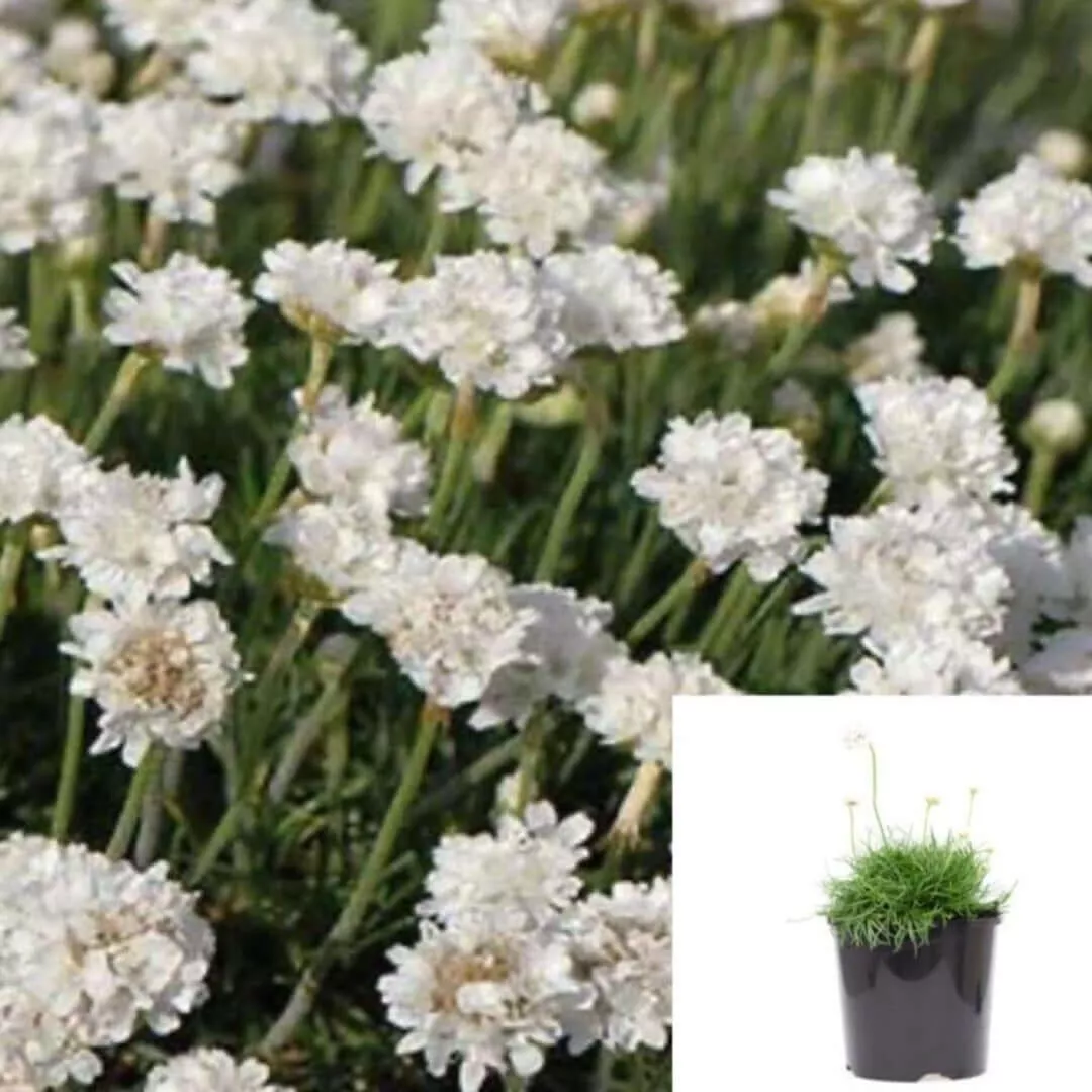 Armeria Maritima Alba Plant 4Inches Pot Thirft Sea White Buds Live Plant... - $16.99
