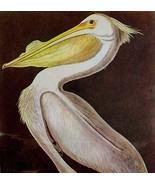 White Pelican 1950 Lithograph Bird Print Audubon Nature First Edition DW... - $40.83 CAD
