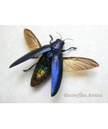 Metallic Violet Blue Chrysochroa Fulminans Beetle Framed Entomology Shad... - $1,100.46 MXN