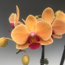 Mini Phalaenopsis Flower Whitish Brown Color with Redish Orange Tongue - 100 See - £6.62 GBP