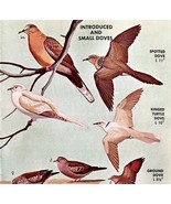 Introduced &amp; Small Dove Varieties 1966 Color Bird Art Print Nature ADBN1r - $19.99