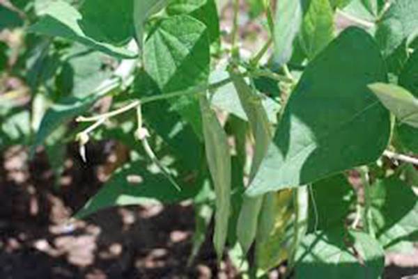 BEAN, BLACK TURTLE POLE BEAN, HEIRLOOM, ORGANIC 20+ SEEDS, A TERRIFIC BLACK BEAN