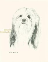 #43 LHASA APSO   porttrait *  dog art print * Pen and ink drawing * Jan ... - $12.50