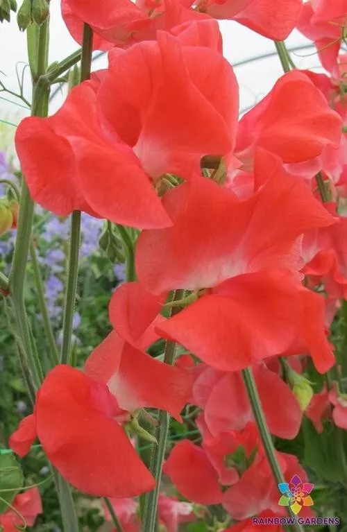 50 Edith Flanagan Sweet Pea Seeds Planting Gardening USA SHIPPING - $12.96