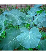 SEPTH Georgia Southern Collards 200 Seeds 1/2 Gram B29 - $8.57